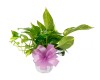 Pothos Plant 6"